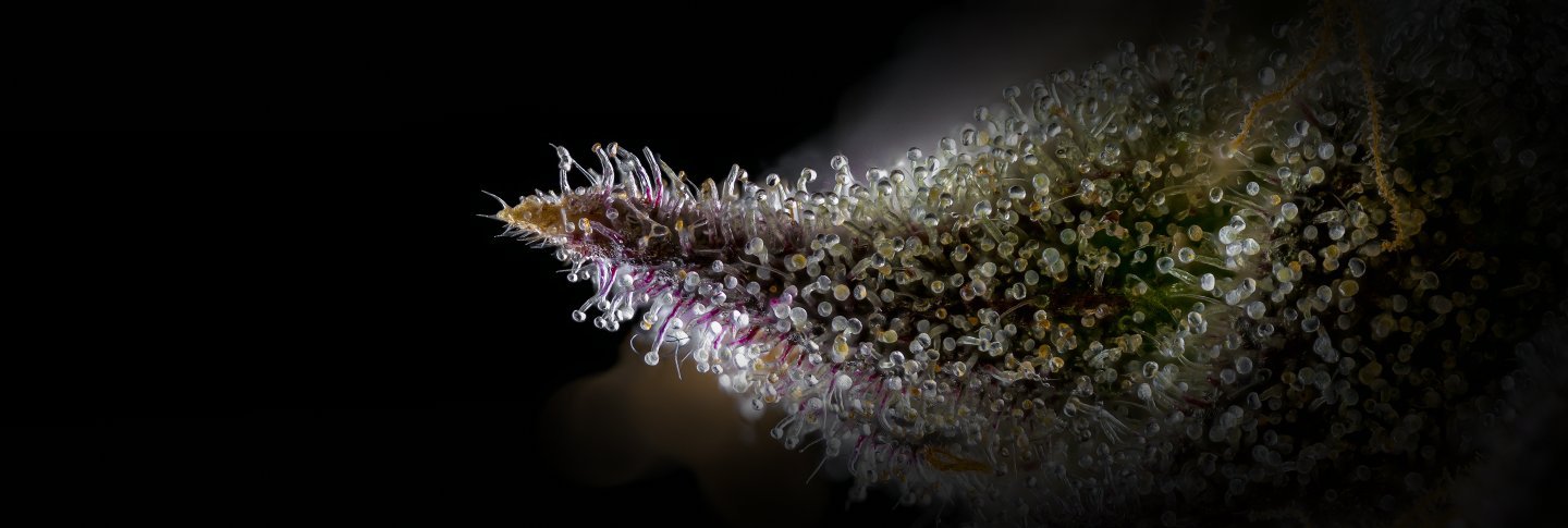 THCa Flower - Premium Cultivars