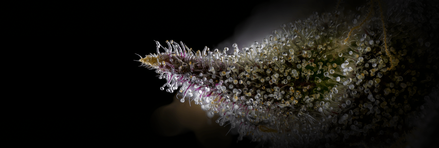 THCA New Drop - Premium Cultivars