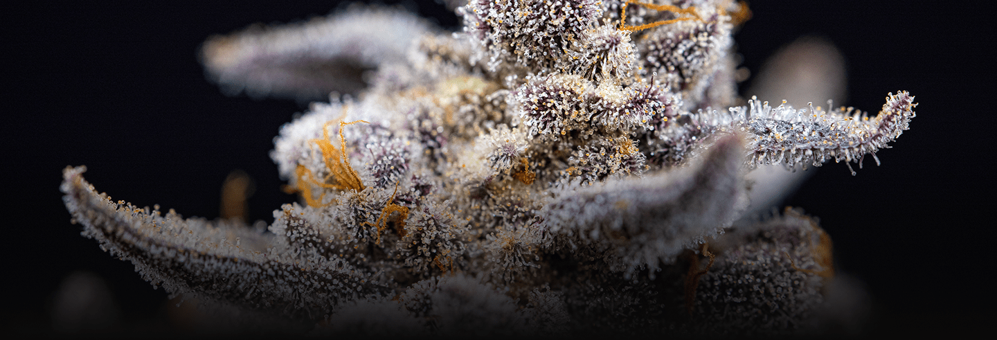 Whacky Wednesday - Premium Cultivars