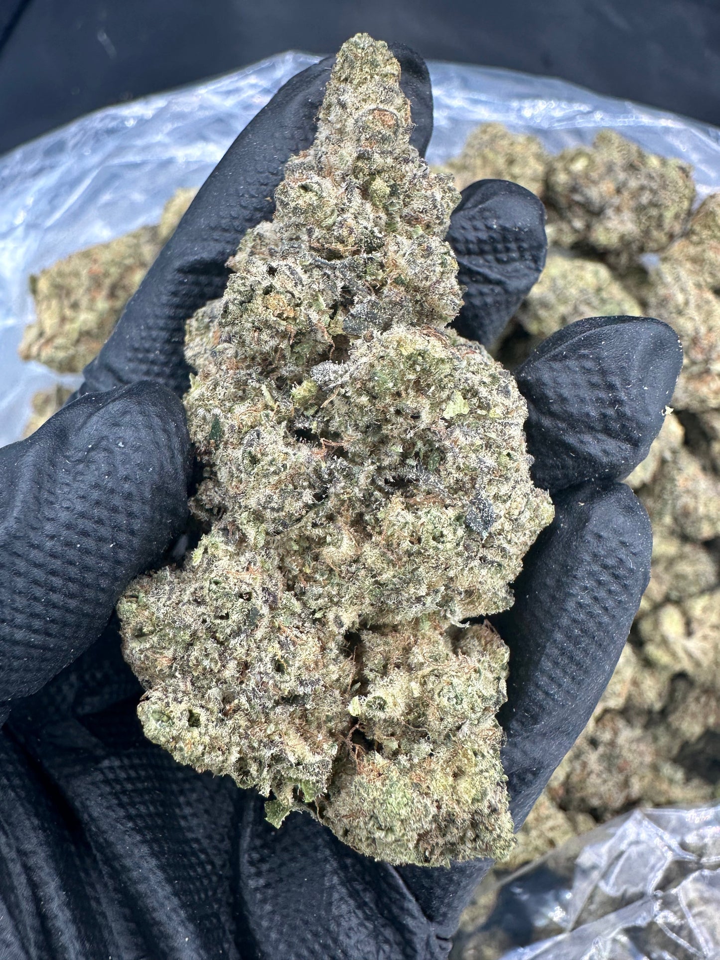 🎁 Forum Cookie THCA Flower (100% off)