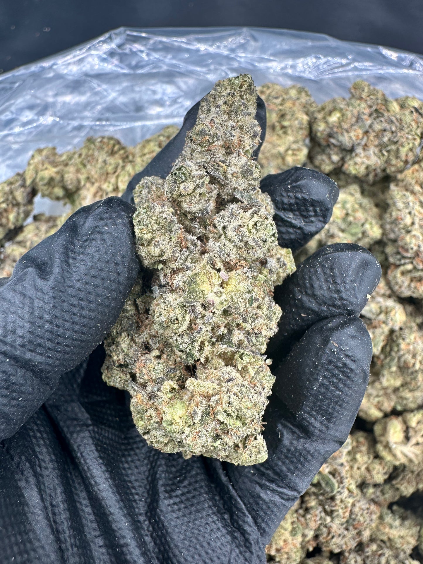 Forum Cookie THCA Flower BOGO