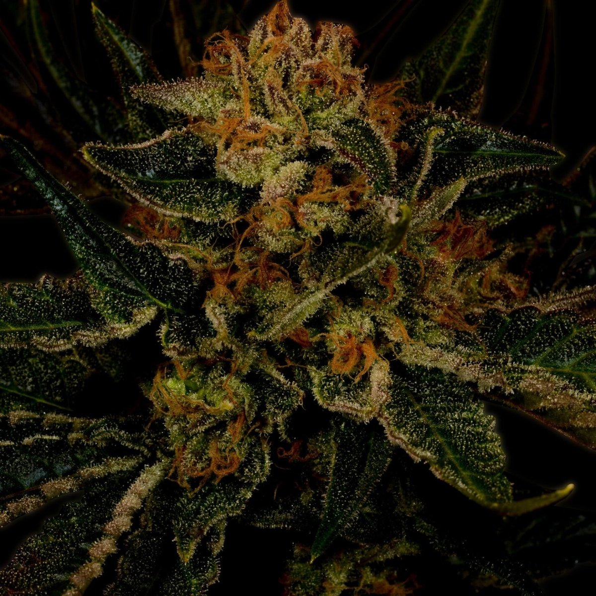 24k Gold Autoflower Cannabis Plant