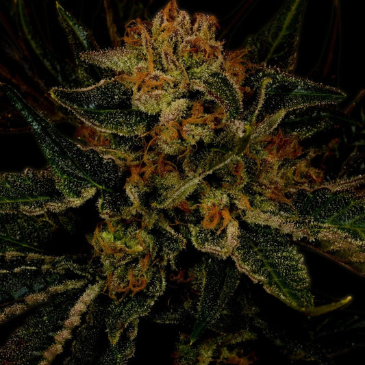 24k Gold Feminized Cannabis Plant