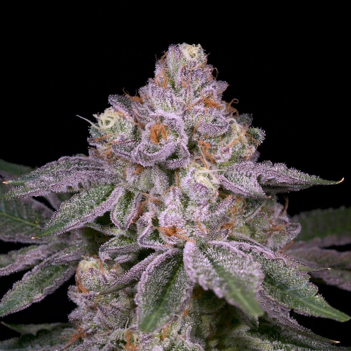 🎁 Adios MF Seeds (100% off)
