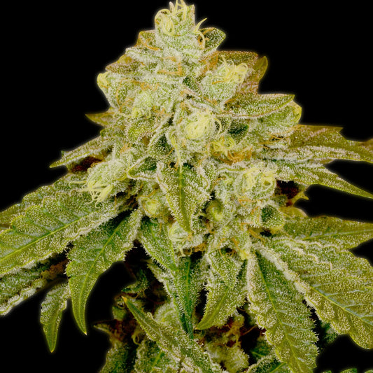🎁 Alien OG Seeds (100% off)