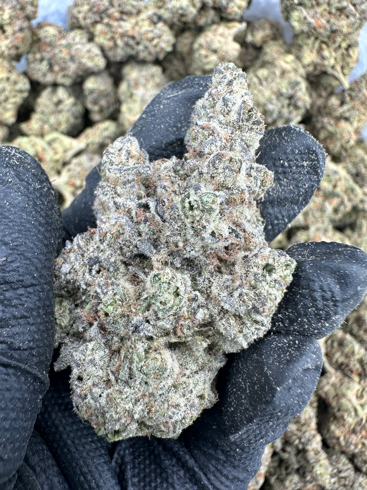 Animal Cookies THCA Flower
