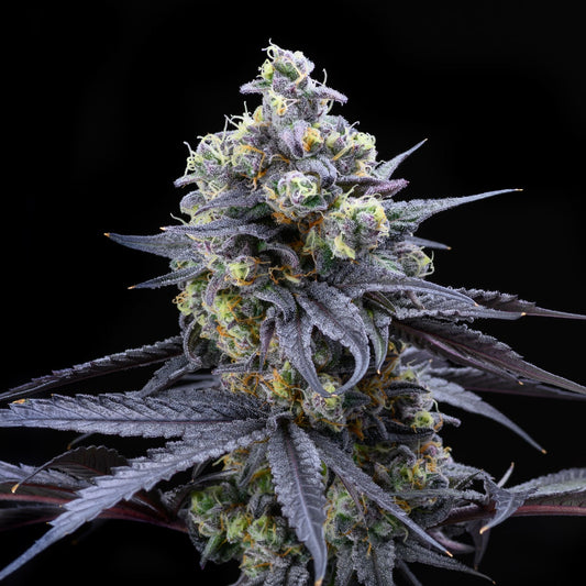 🎁 Apples and Bananas Seeds (100% off)