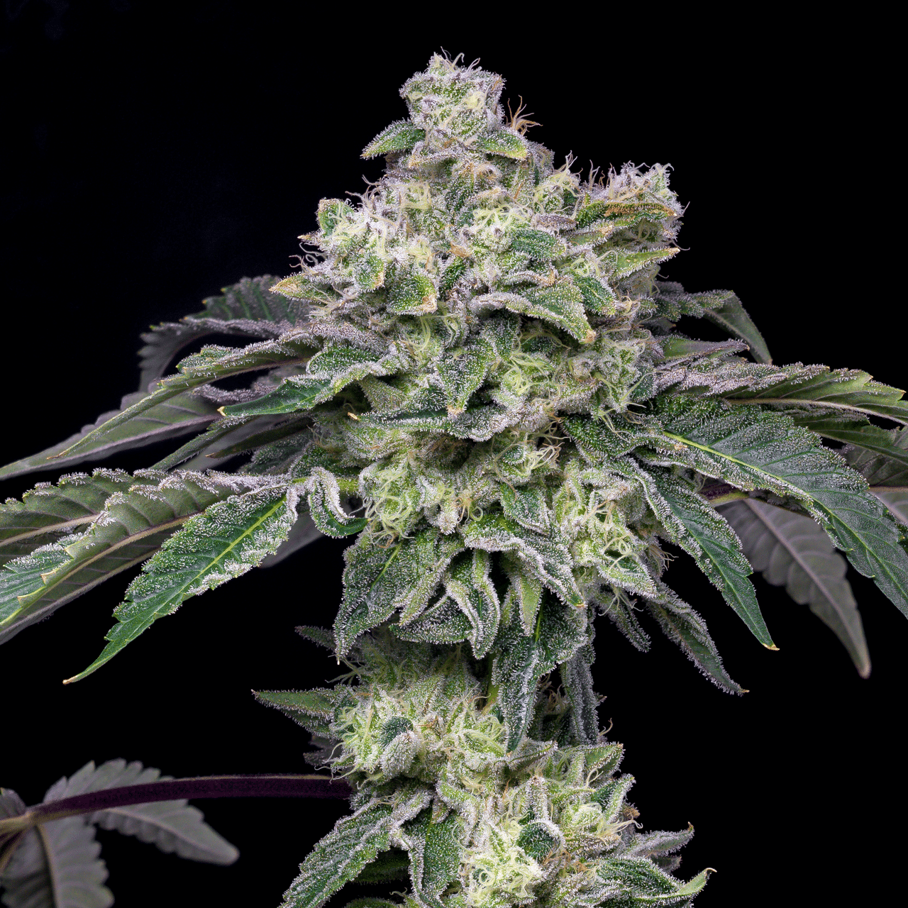 🎁 Atomic Apple Seeds (100% off)