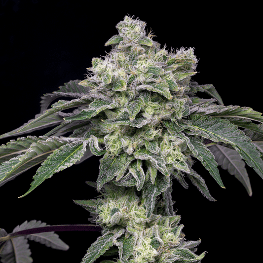 Atomic Apple Cannabis Plant