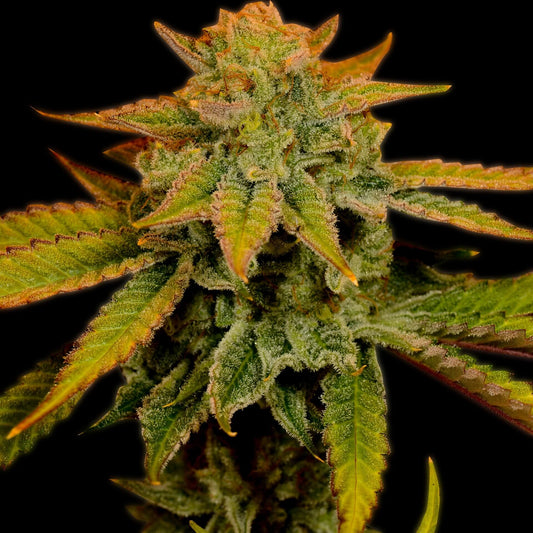 🎁 Banana Kush Seeds (100% off)