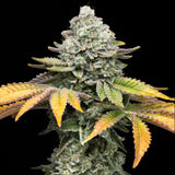 🎁 Banana Runtz Seeds (100% off)