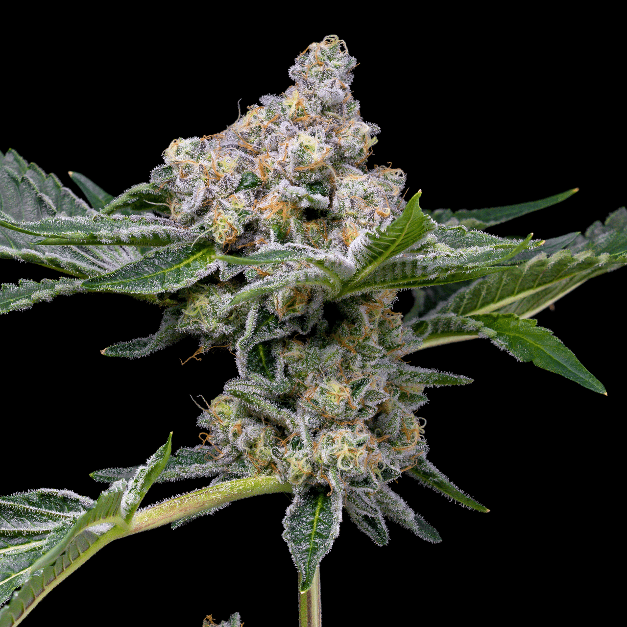 🎁 Beach Bum Autoflower Seeds (100% off)