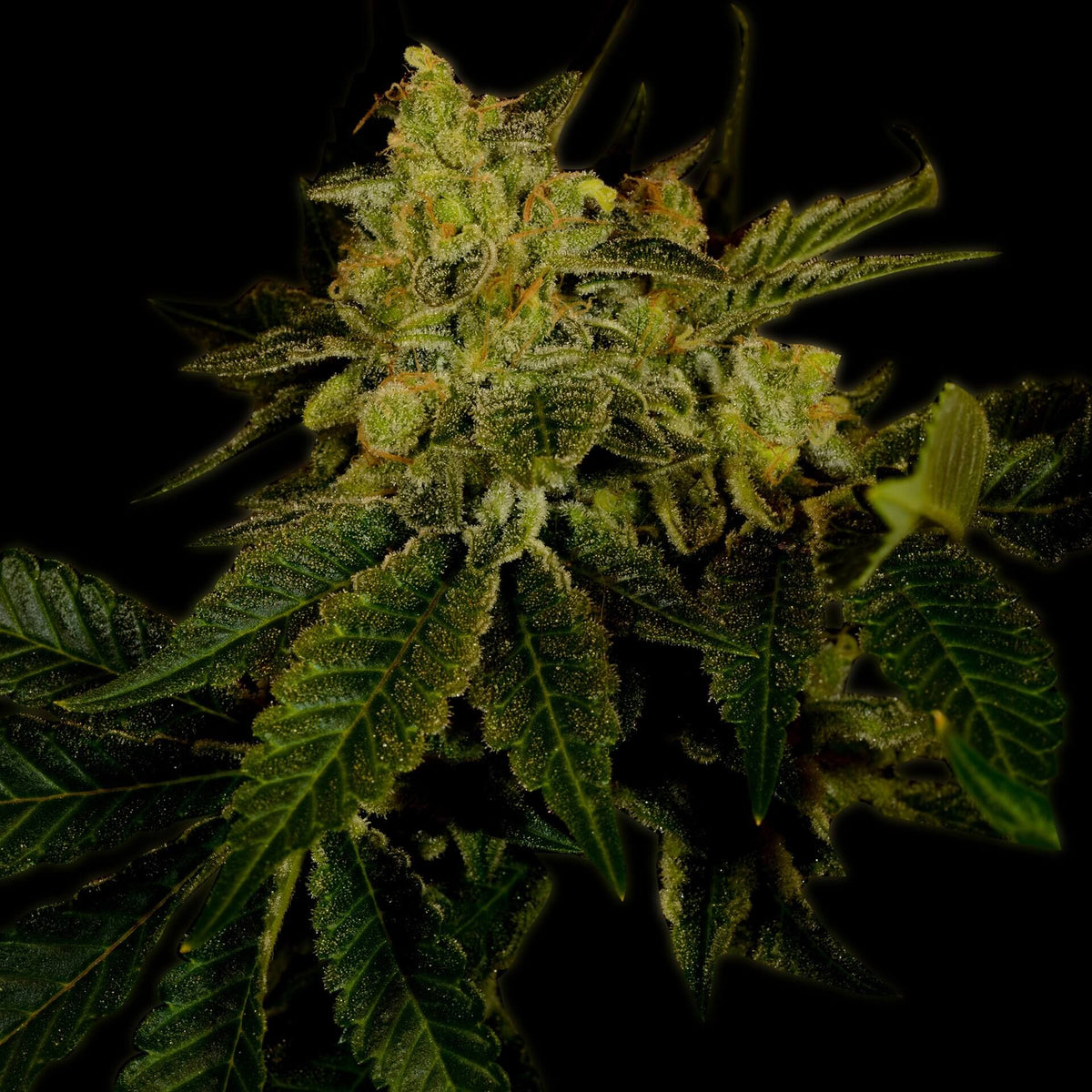 🎁 Black Domina Autoflower Seeds (100% off)