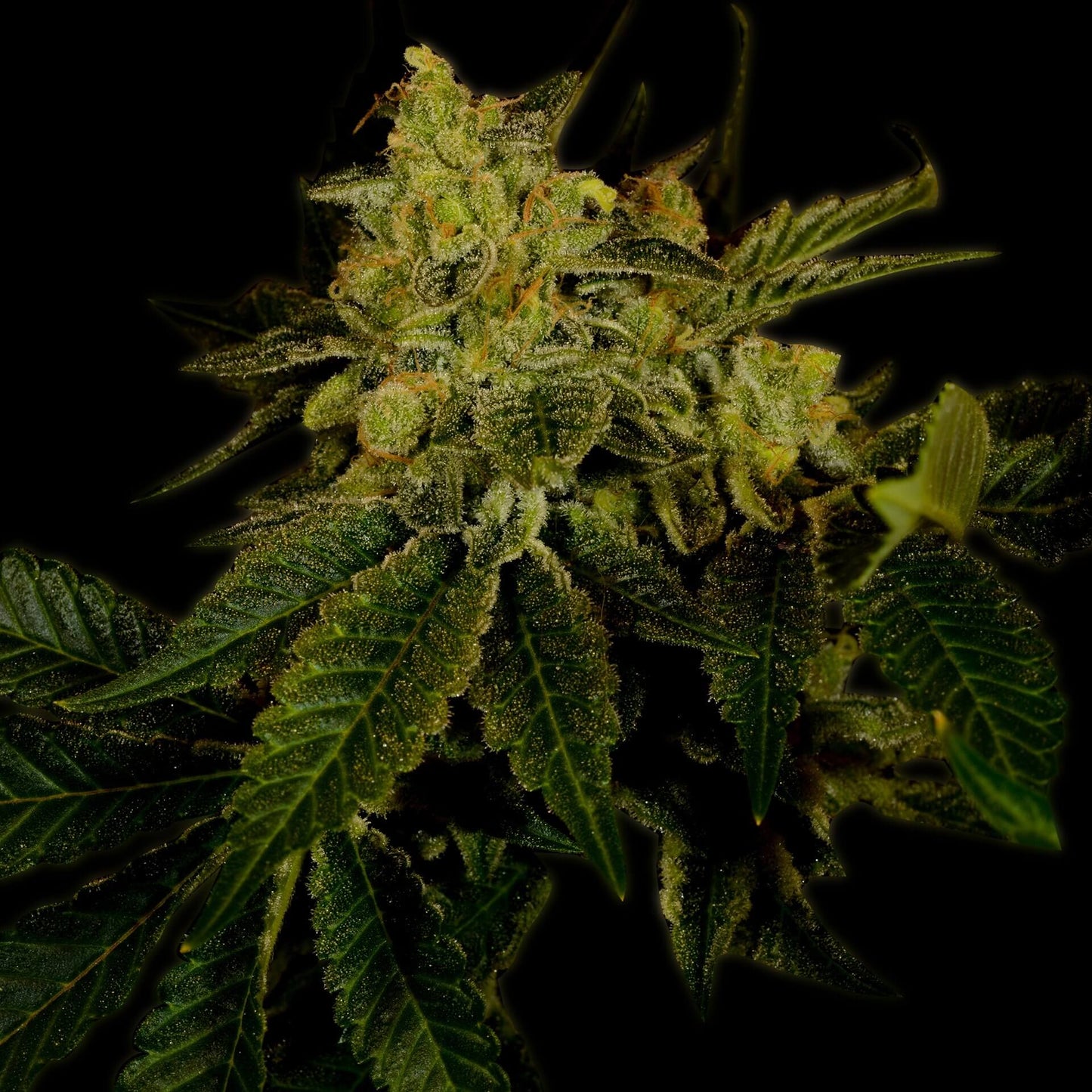 🎁 Black Domina Seeds (100% off)