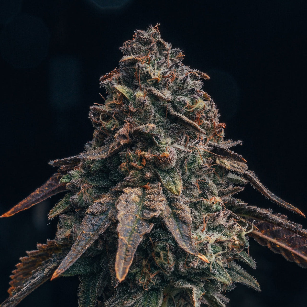 🎁 Black Runtz Seeds (100% off)