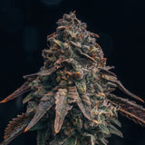 🎁 Black Runtz Seeds (100% off)