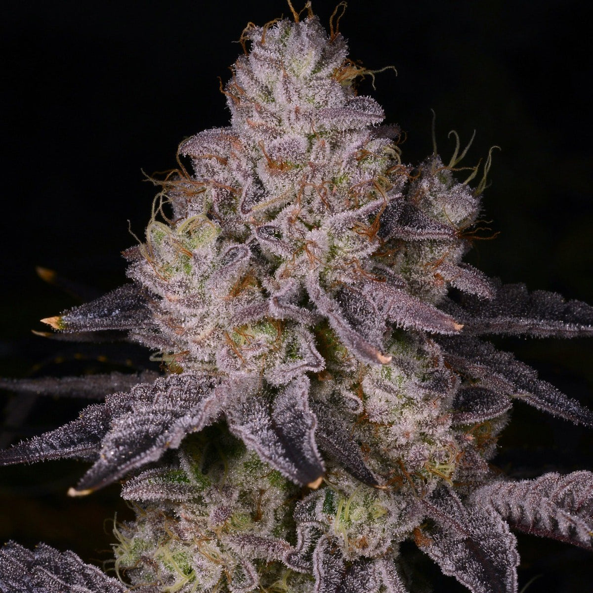 🎁 Black Truffle Seeds (100% off)