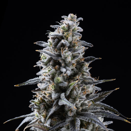 Blackberry Kush Seeds