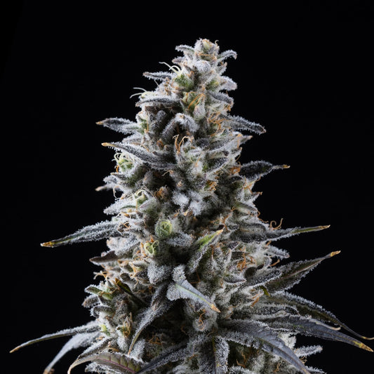 🎁 Blackberry Kush Seeds (100% off)