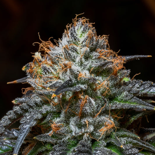 🎁 Blue Cookies Seeds (100% off)