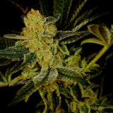 🎁 Blue Dream Seeds (100% off)