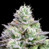🎁 Blue Zushi Seeds (100% off)
