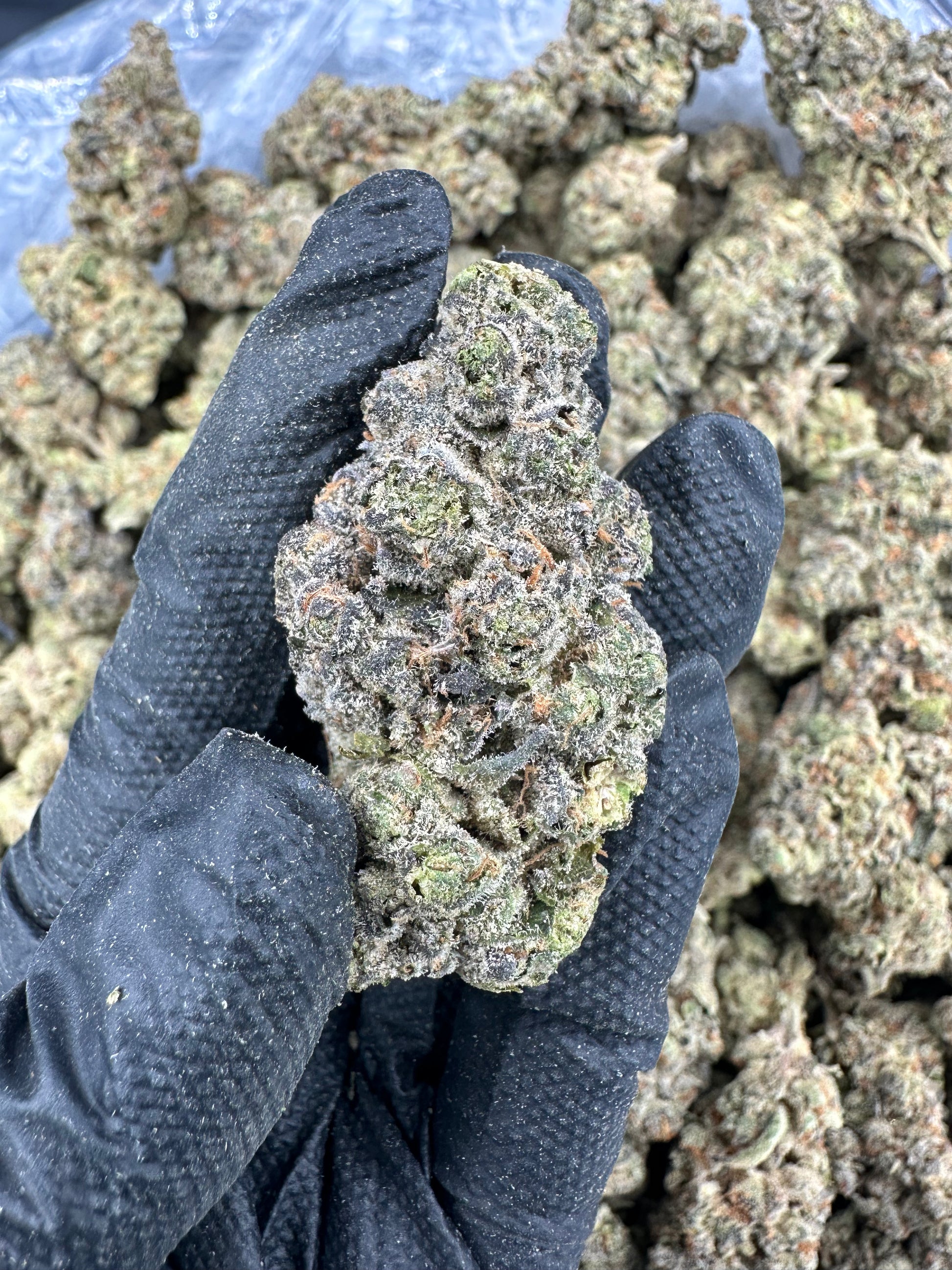 Blue Dream THCA Flower