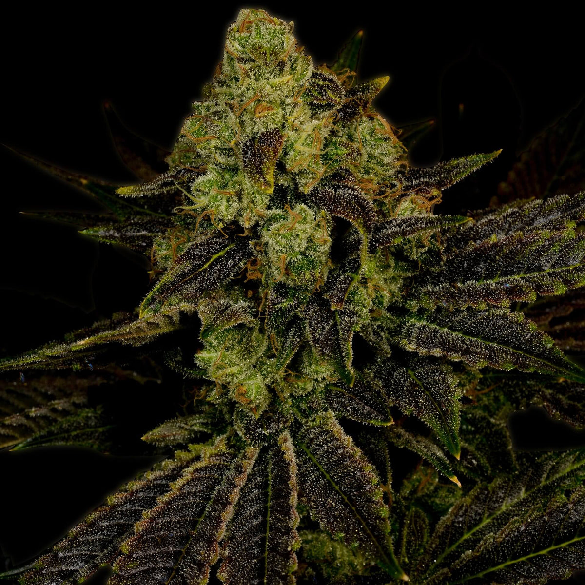 🎁 Blueberry Autoflower Seeds (100% off)