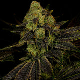 🎁 Blueberry Autoflower Seeds (100% off)