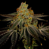 🎁 Blueberry Kush Seeds (100% off)