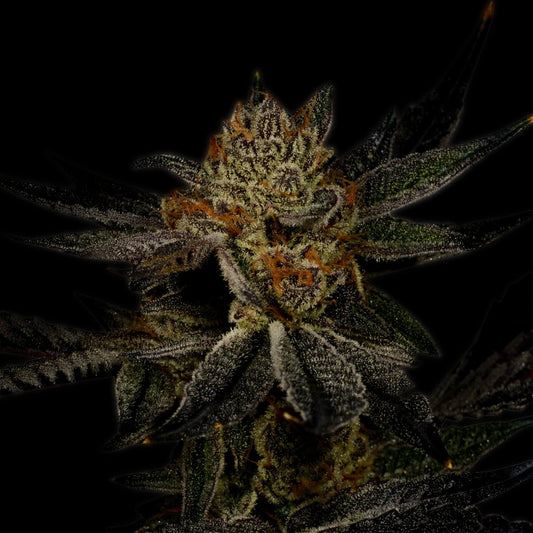 Bubba Kush Cannabis Autoflower Plant