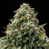 🎁 Bubba Kush Seeds (100% off)