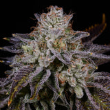 🎁 Bubblegum Popperz Seeds (100% off)