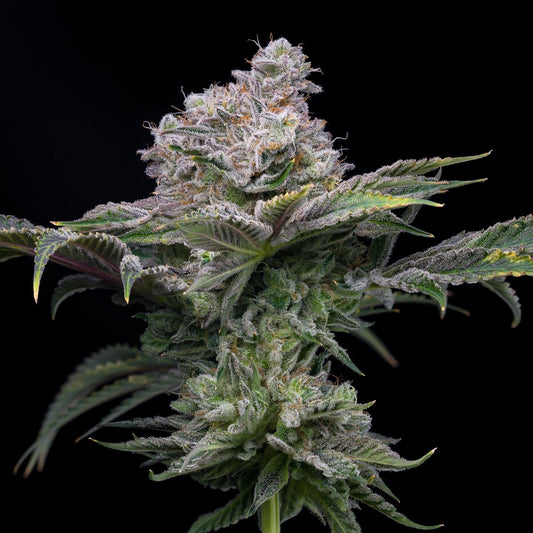 Cadillac Rainbow Strain