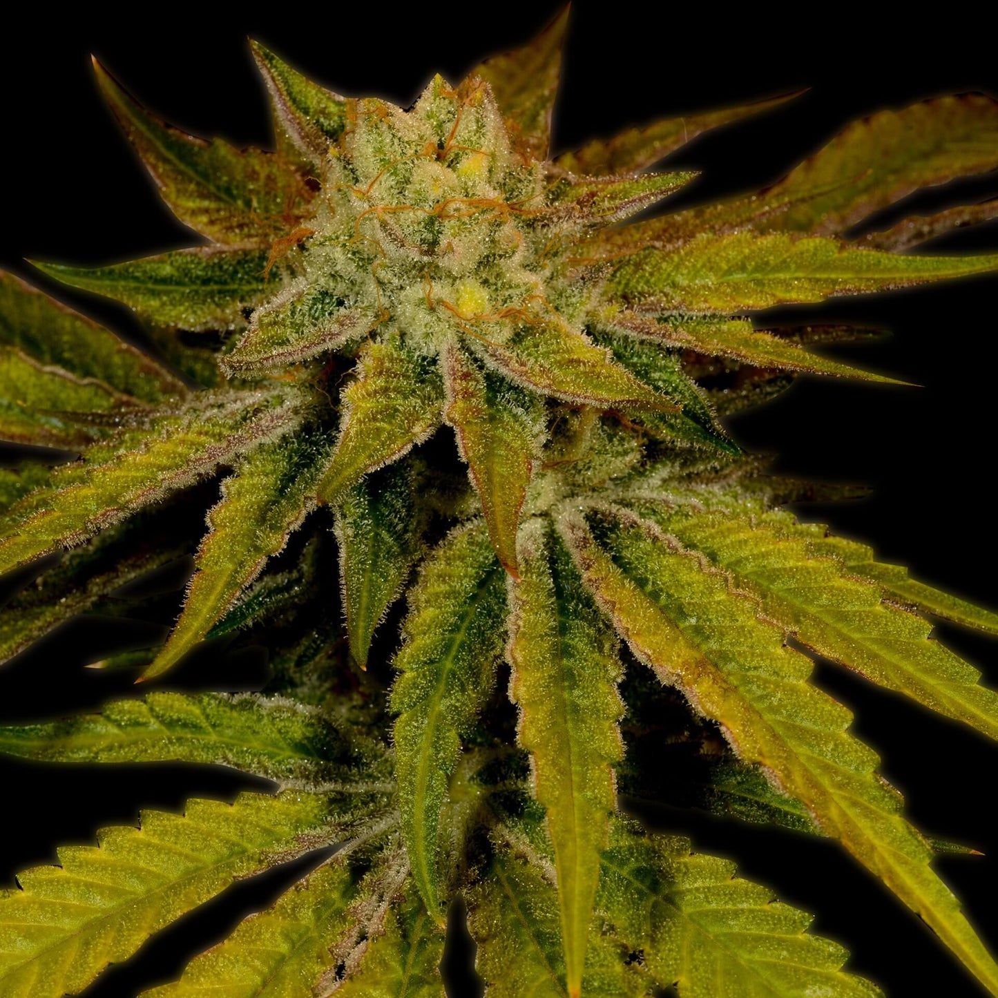 🎁 Cali Kush Seeds (100% off)