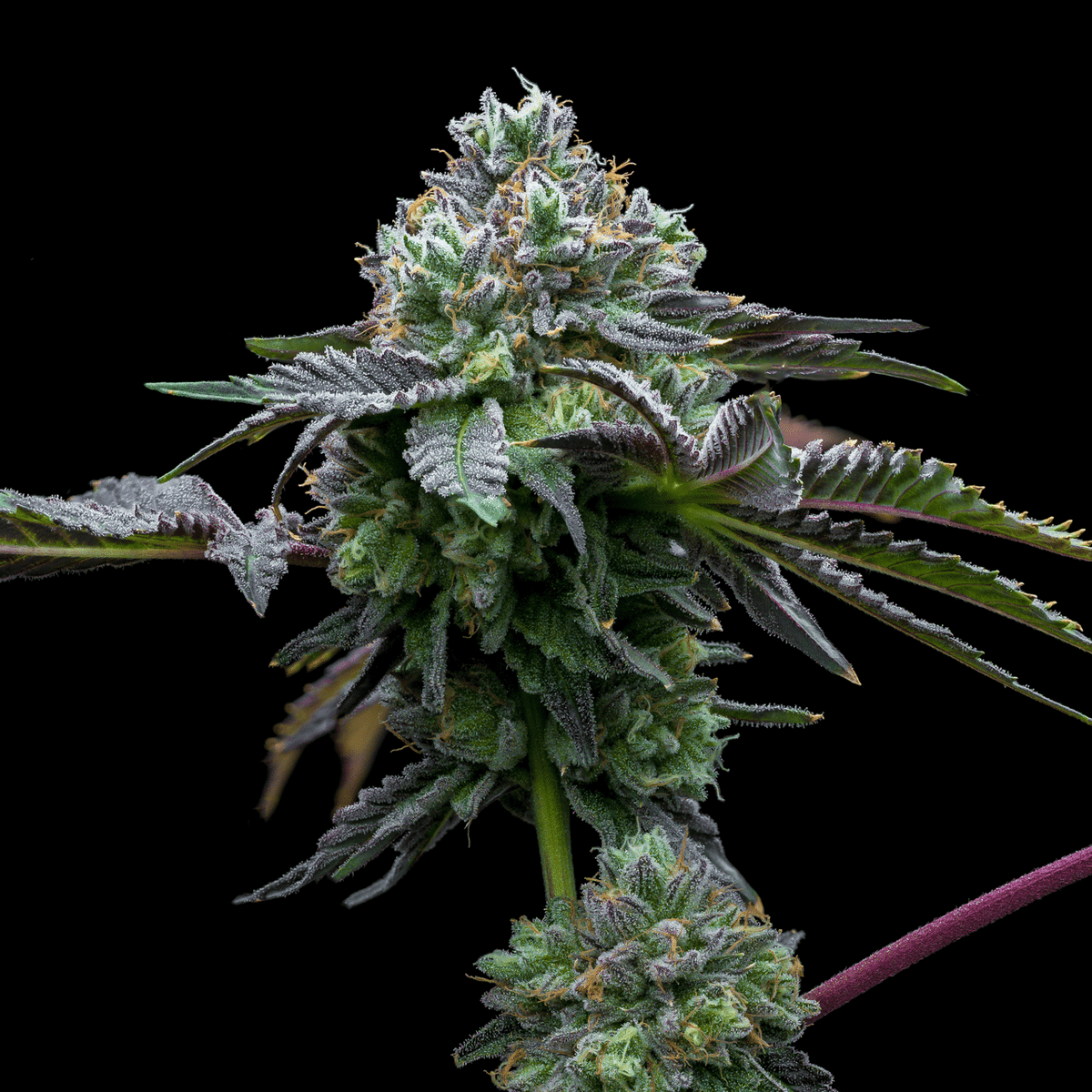 🎁 Candy Rain Seeds (100% off)