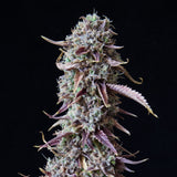 🎁 Candyland Seeds (100% off)