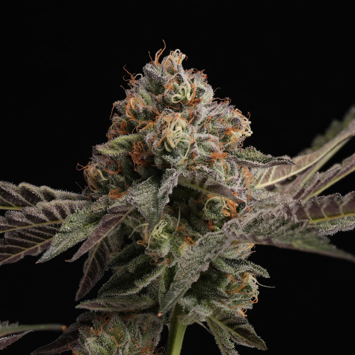 🎁 Cheetah Piss Seeds (100% off)