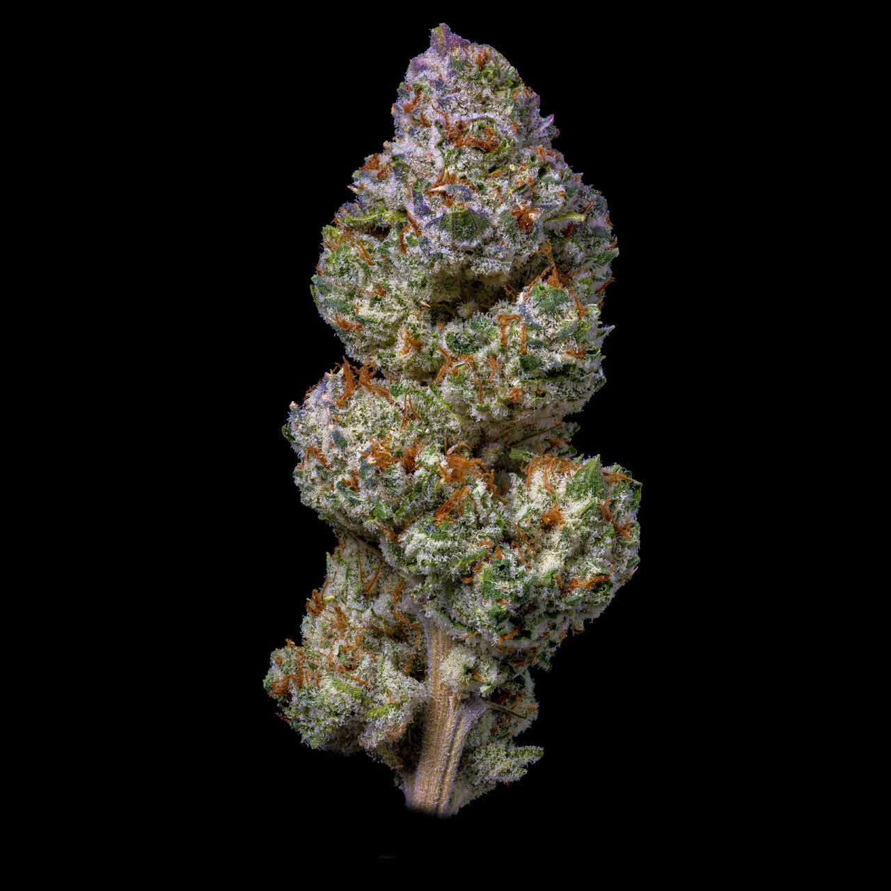 Cheetah Piss THCA Flower