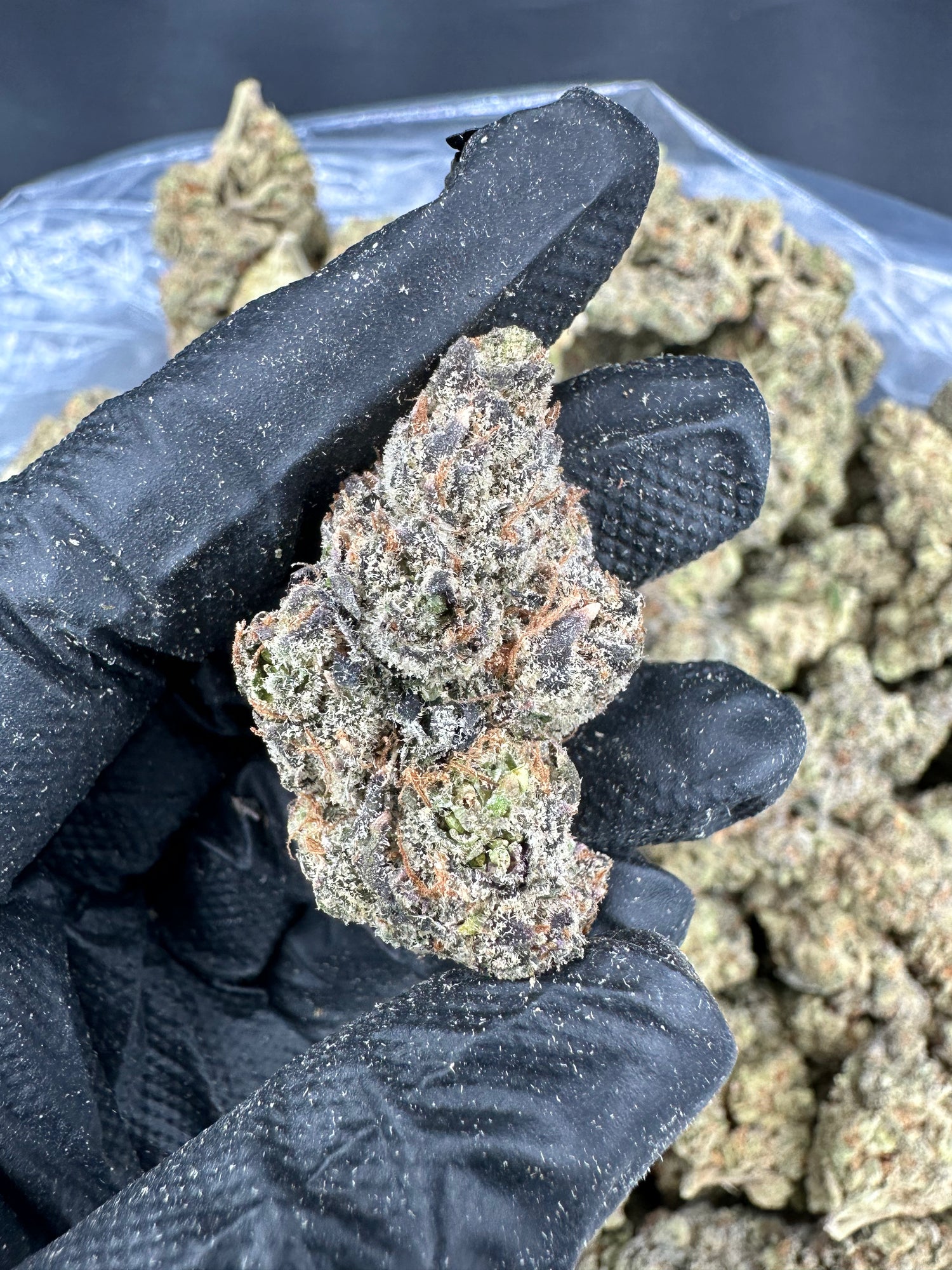 Cheetah Piss THCA Flower