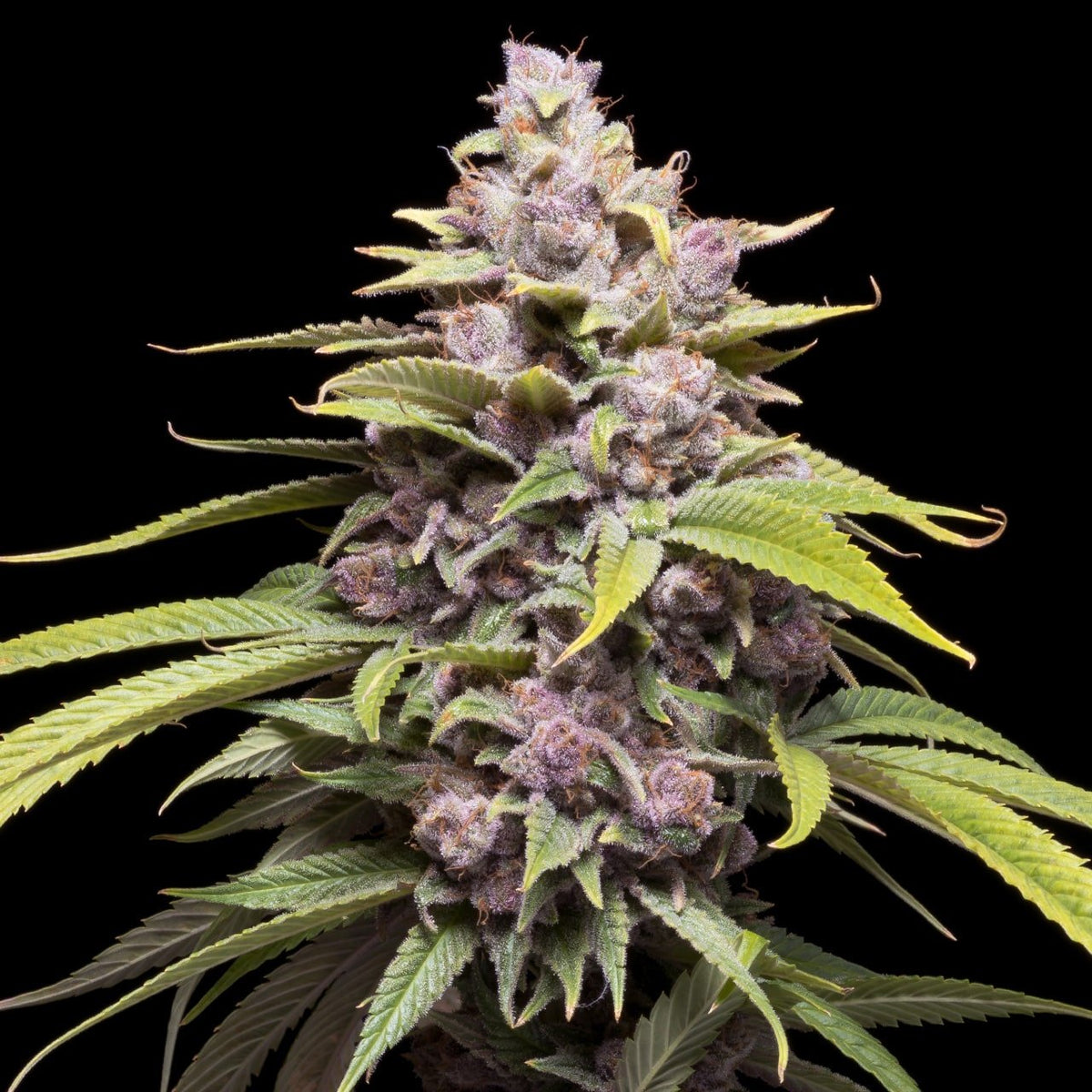 🎁 Cherry Punch Seeds (100% off)