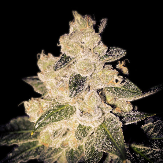 🎁 Cinderella 99 Autoflower Seeds (100% off)