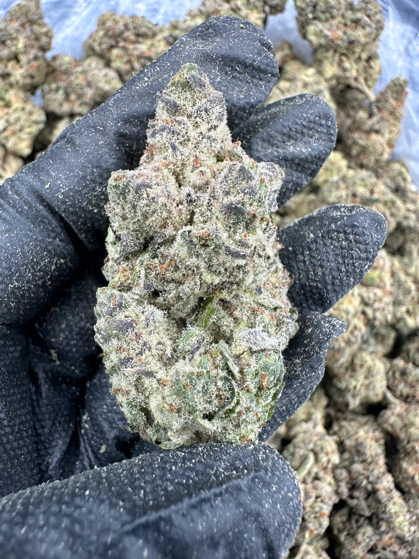 Cookie Chip THCA Flower