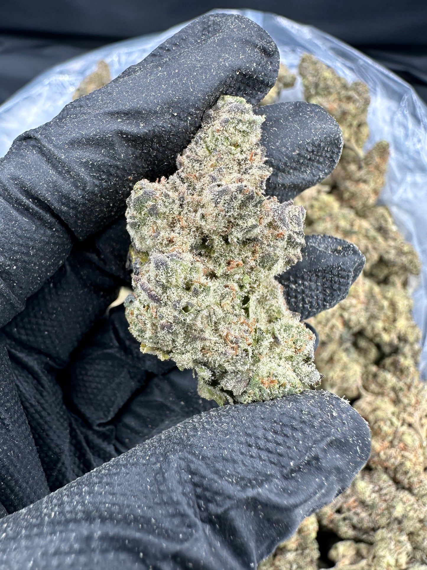 Cookie Chip THCA Flower