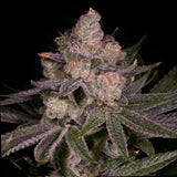 🎁 Crescendo Seeds (100% off)