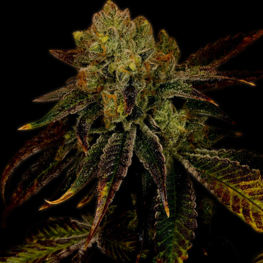 Diamond OG Feminized Cannabis Plant