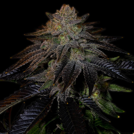🎁 Do-Si-Dos Autoflower Seeds (100% off)