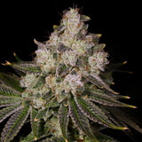 🎁 Donkey Butter Seeds (100% off)