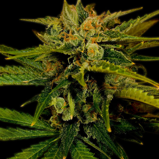 🎁 Fire OG Seeds (100% off)