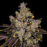 🎁 First Class Funk Seeds (100% off)
